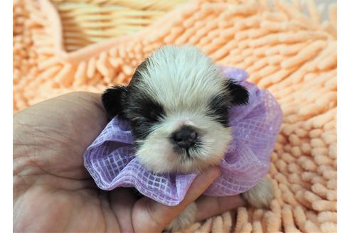 成約済の埼玉県のシーズー-101737の1枚目